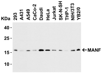 MANF Antibody