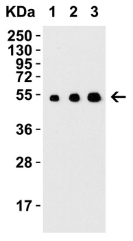 MANF Antibody