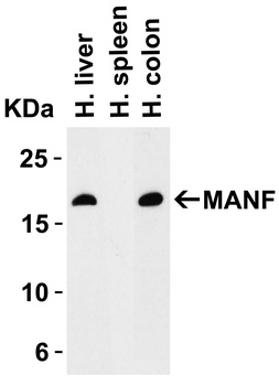 MANF Antibody