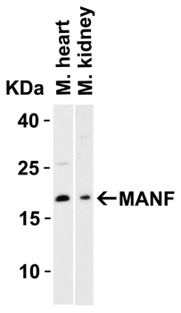 MANF Antibody