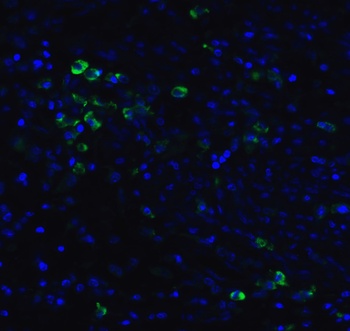 MANF Antibody