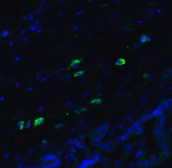 MANF Antibody