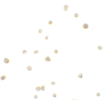 IRF4 Antibody