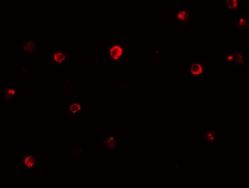 IRF4 Antibody