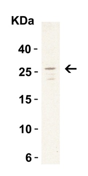 MD-2 Antibody