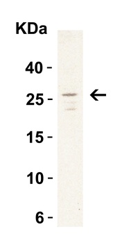 LY96 Antibody