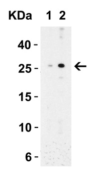MD-2 Antibody