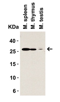 MD-2 Antibody