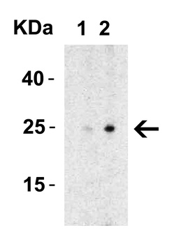 MD-2 Antibody