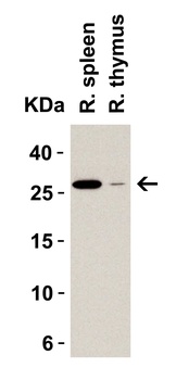 MD-2 Antibody