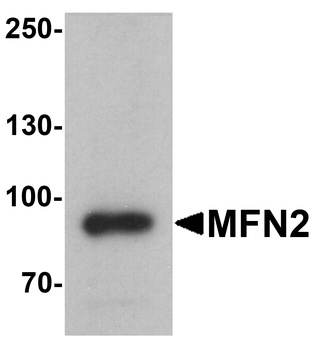 MFN2 Antibody
