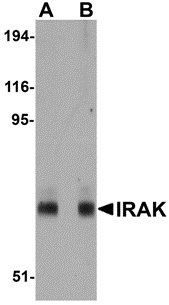 IRAK1 Antibody