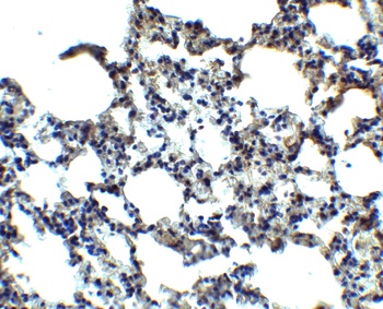 MFSD2A Antibody