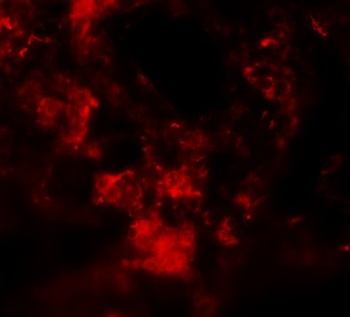 MFSD2A Antibody