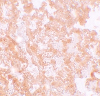 MFSD2A Antibody