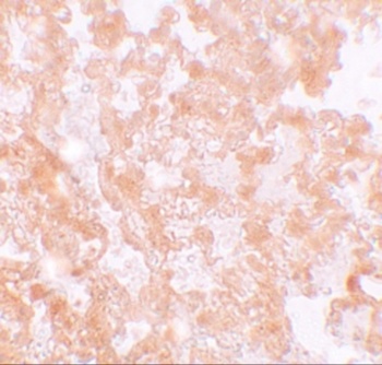 mfsd2aa Antibody