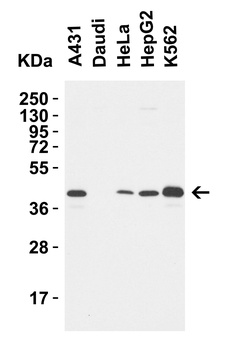 TMEM173 Antibody