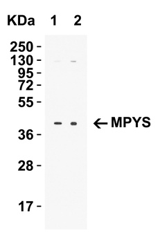 TMEM173 Antibody