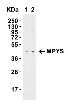 TMEM173 Antibody