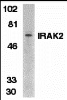 IRAK2 Antibody