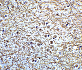 MSI2 Antibody