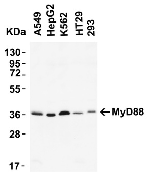 MYD88 Antibody
