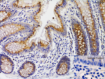 MYD88 Antibody