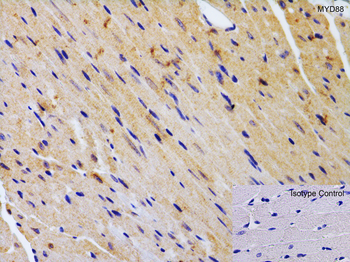 MYD88 Antibody