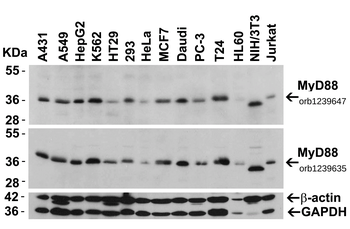 MYD88 Antibody