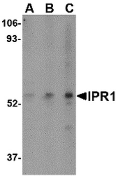 IPR1 Antibody