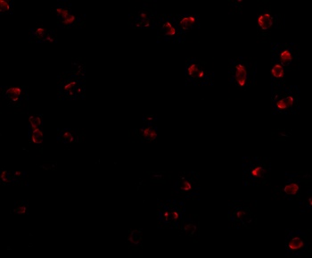 ITGA4 Antibody