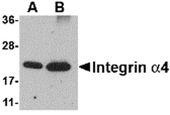 ITGA4 Antibody