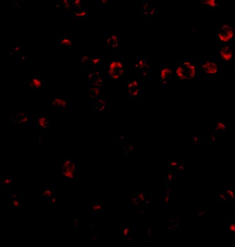 ITGA4 Antibody