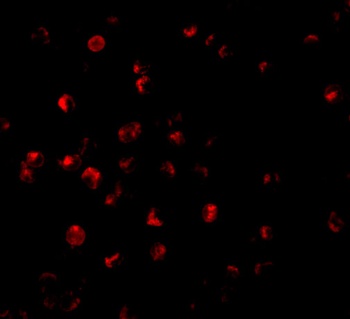 ILP-2 Antibody