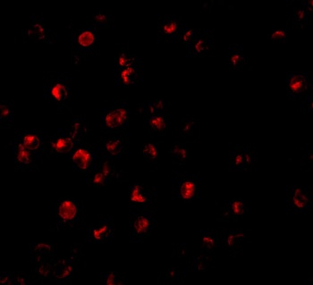 BIRC8 Antibody