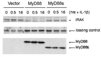 MYD88 Antibody