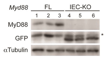 MYD88 Antibody