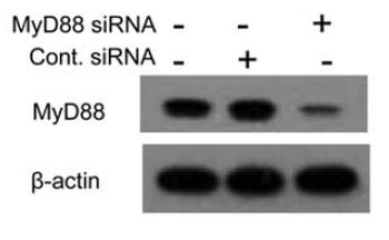 MYD88 Antibody