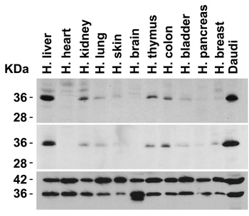 MYD88 Antibody