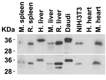 MYD88 Antibody