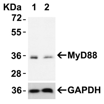 MYD88 Antibody