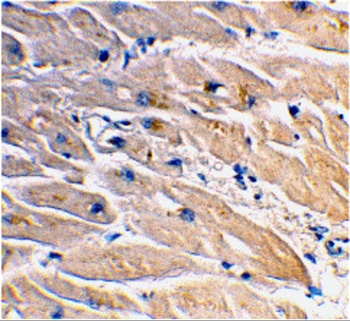 MYD88 Antibody