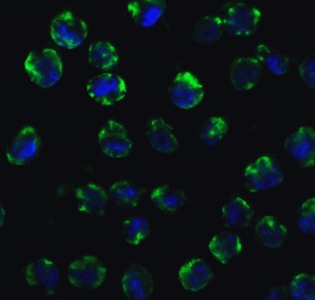 MYD88 Antibody