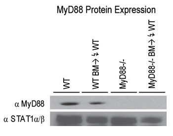 MYD88 Antibody