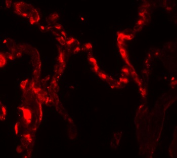 IL-37 Antibody