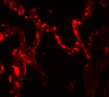 IL37 Antibody