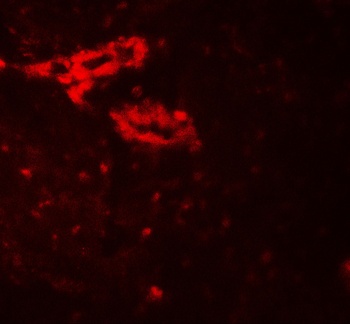 IL-36G Antibody