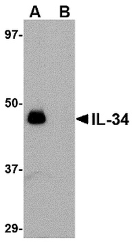 IL34 Antibody