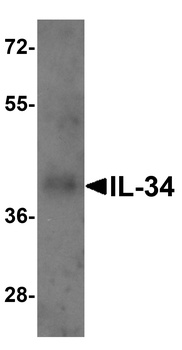 IL34 Antibody