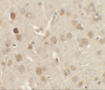 NELF Antibody